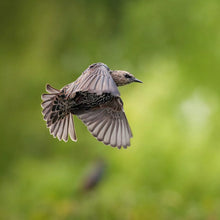 Laden Sie das Bild in den Galerie-Viewer, Sony Alpha 7R V Gehäuse